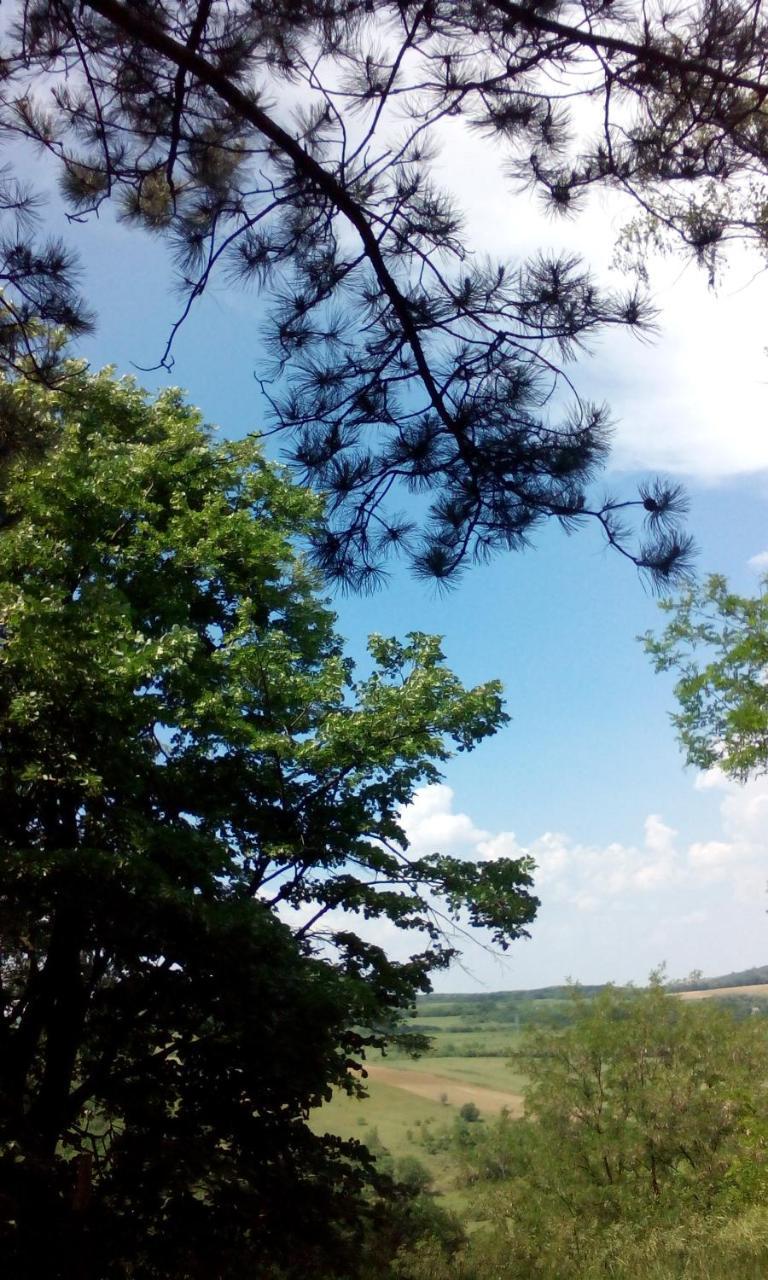 Lodging Vidmar Σρέμσκι Καρλόβτσι Εξωτερικό φωτογραφία